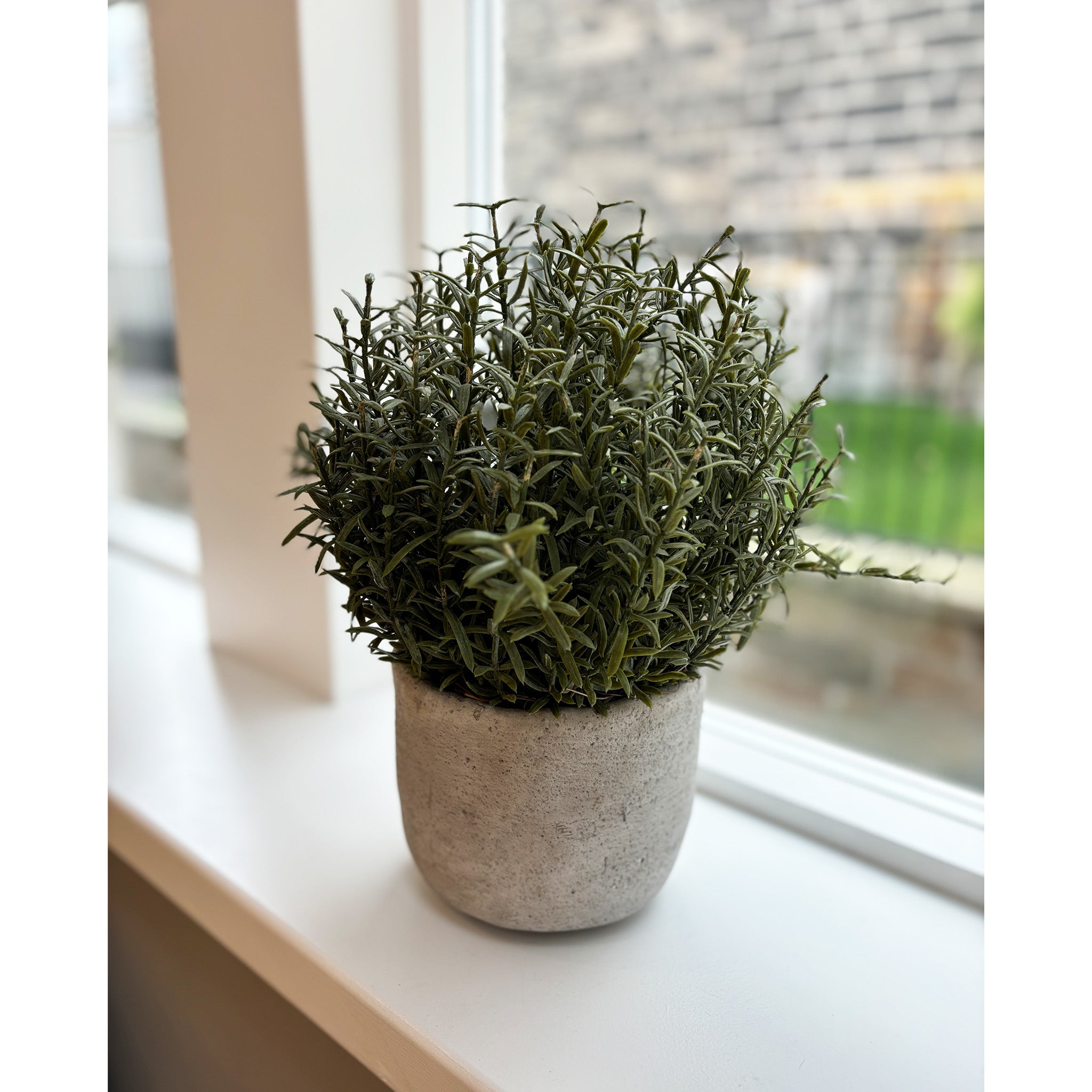 Salvia Rosmarinus Plant in Grey Pot